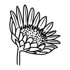 Sun Flower Floral Hand Drawn. Vector Design Illustration Sign.