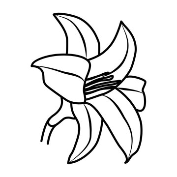 Tiger Lily Flower Floral Hand Drawn. Vector Design Illustration Sign.