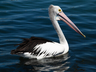 Beautiful pelican swimming on a lake in Foster NSW Australia