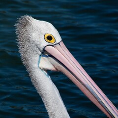 Beautiful pelican swimming on a lake in Foster NSW Australia
