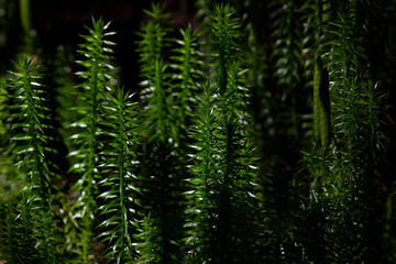 The texture of the moss. Plant pattern.
Dark green background. Darkened the background. Сlose-up. Summer day in the forest.