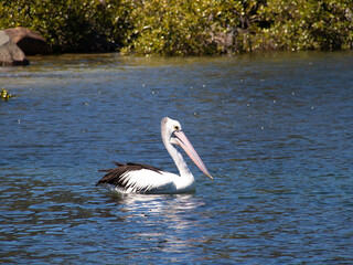 Beautiful pelican swimming on a lake in Foster NSW Australia