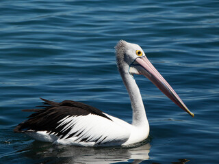 Beautiful pelican swimming on a lake in Foster NSW Australia