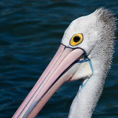 Beautiful pelican swimming on a lake in Foster NSW Australia