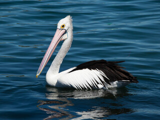 Fototapeta na wymiar Beautiful pelican swimming on a lake in Foster NSW Australia
