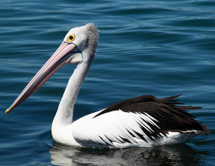 Beautiful pelican swimming on a lake in Foster NSW Australia