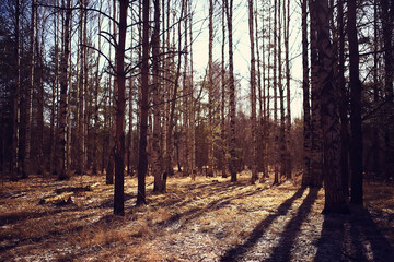 golden autumn forest landscape, mixed forest view, taiga, nature in october