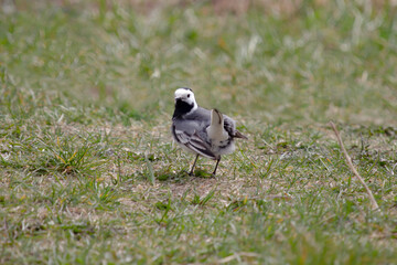 A wagtail bird on the green grass. She turned her head back. Looks carefully.
A bird with a long tail. A warm summer day in the garden.