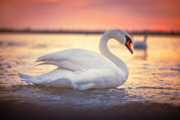 Plakat White swans in the sea,sunrise shot
