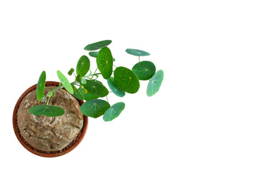 Top view of Stephania erecta craib, Isolated on white background with copy space, Ornamental plants for minimal style home decoration.