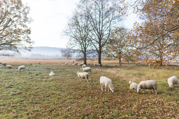 Fototapeta premium Schafe auf der Weide im Moorgebiet