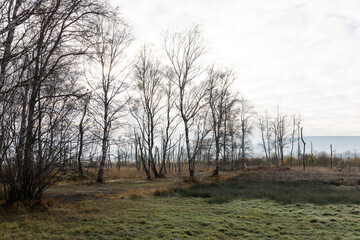 Hiller Torfmoor im Winter, NRW