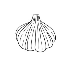Whole head of garlic, vector illustration, hand drawing sketch