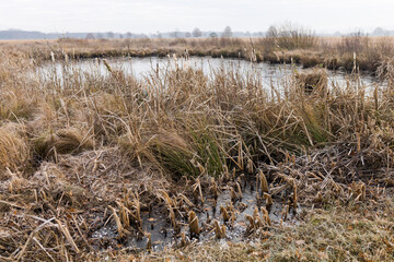 Hiller Torfmoor im Winter, NRW