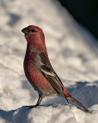 Grosbeak Stock Photo. Close-up profile view standing on snow, displaying red feather wings with a blur background in the winter season in its environment and habitat. Image. Picture. Portrait.