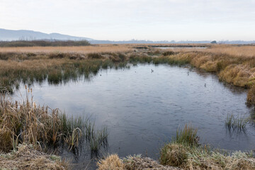 Hiller Torfmoor im Winter, NRW