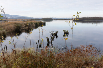 Hiller Torfmoor im Winter, NRW