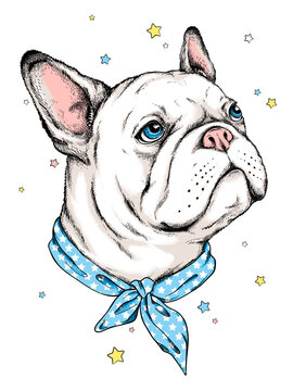 Cartoon white french bulldog portrait.  Stylish image for printing on any surface.