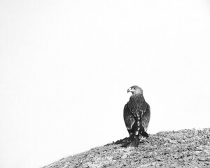 A steppe eagle sitting in between of a desert with a nice blurred background
