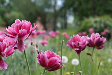 Large pink peonies on a background of grass
