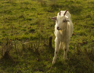 Obraz premium Baby goat a pasture. Little kid. 