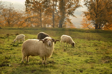 Sheep. Ram on meadow. Autumn.  
