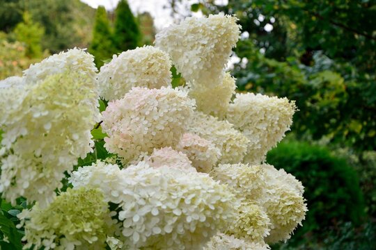 Luxurious white and pink hydrangea paniculata in the garden close-up.
