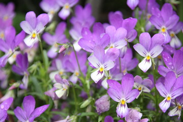 Fototapeta premium ビオラの花