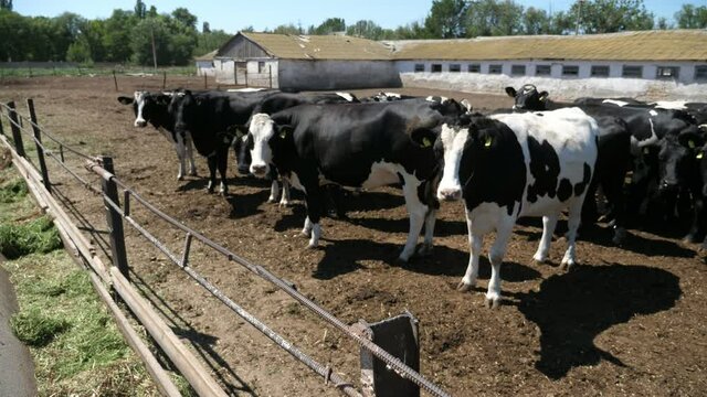 Many cows standing on a big farm outdoors and looking around in summer in slo-mo