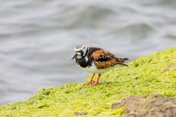 A Ruddy Turnstone