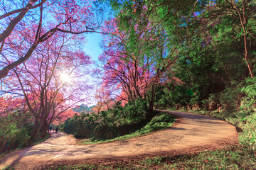 Fototapeta premium Beautiful Wild Himalayan Cherry cherry blossoms, pink flowers and blooming in the winter, flower festival at Khun Chang Khian Highland Research Station, ChiangMai