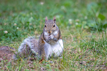 Naklejka na ściany i meble Gray Squirrel Eating on the Lawn