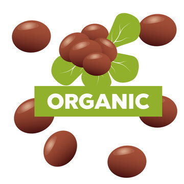 Shea butter. Brown shea nut and organic nuts shea