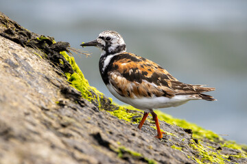 A Ruddy Turnstone