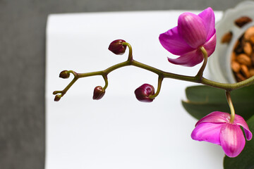 Beautiful purple phalaenopsis orchid flower. Blooming flower with buds on a branch - obrazy, fototapety, plakaty