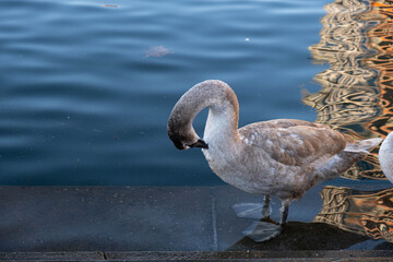a young gray swan cub stands on the shore of a reservoir and cleans itself