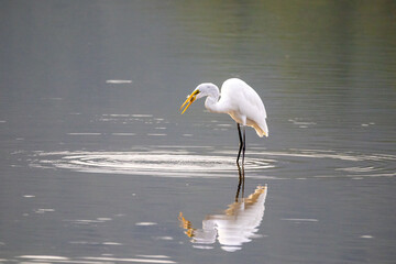 Egret Eating a Fish