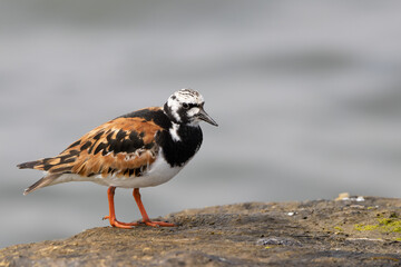 A Ruddy Turnstone