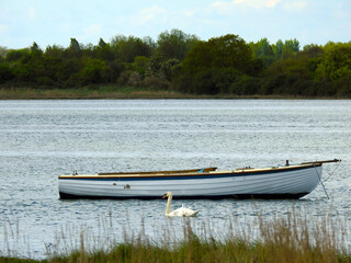 Naklejka na ściany i meble Swan on the water next to the boat