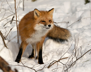 Red Fox Stock Photo. Red fox looking at camera in the winter season in its environment and habitat with snow and branches background displaying bushy fox tail, fur. Fox Image. Picture. Fox Stock Photo