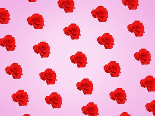 Red rose on a pink background to use as a background.