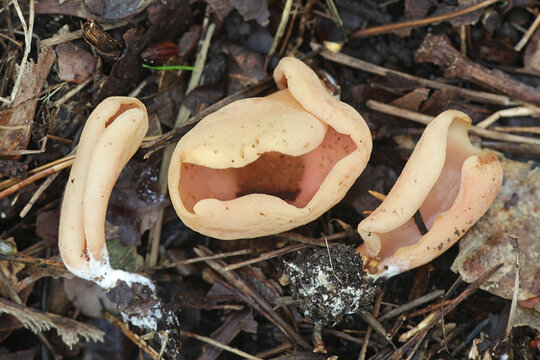 Otidea onotica, known as hare's ear, a rabbit-ear fungus from Finland