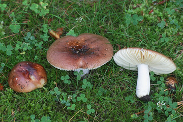 Russula vesca, known as the flirt, a brittlegill mushroom from Finland - obrazy, fototapety, plakaty