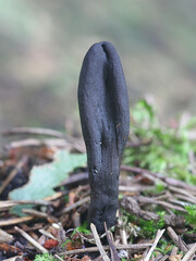 Geoglossum umbratile, also called Geoglossum nigritum, Plain Earthtongue, wild fungus from Finland