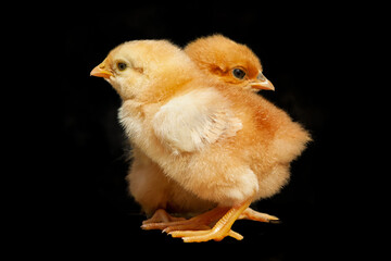 Cure two easter chicken on black background. Newborn couple chick. Friendship animal