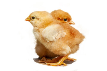 Pair of new born baby chicks isolated on white background. Friendskip. Baby chick. Easter chick on white