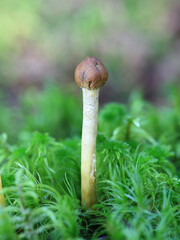 Tolypocladium capitatum, also called Elaphocordyceps capitata, the Drumstick Truffleclub, wild fungus from Finland