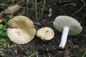 Russula farinipes, a brittlegill mushroom from Finland with no common english name