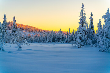 Sunset over a snow covered arctic pine forest in a winter wonderland.