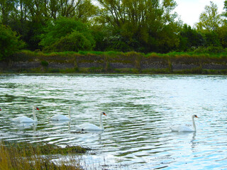 A group of swans on the water